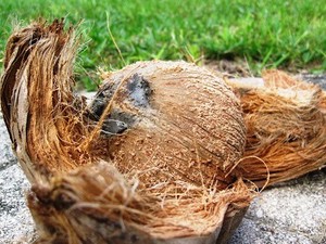 Natural <b>Coconut</b> <b>Husk</b> from Vietnam – Raw Material for Coir Products,High Fiber Content // Mr.Tom - Product Image 2