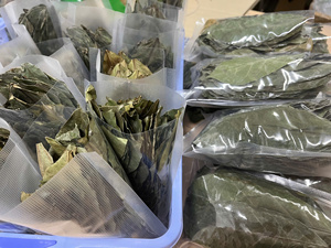 Bulk dried soursop leaves supplier from Vietnam, raw unprocessed herbal leaves for <b>tea</b> and extraction, sustainably sourced - Product Image 4