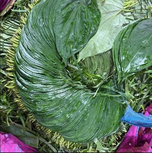 Hojas de Paan Patta Frescas de Primera Calidad, Servicio de Alimentos y Venta al por Menor a Precio de Mayoreo de un Exportador de la India - Product Image 4