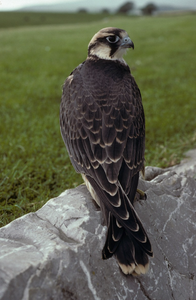 Aves de Cría Lanner Falcon para Pedidos al por Mayor, Mercados Internacionales de Cetrería, Criadores Profesionales, Instalaciones Avícolas Licenciadas, NMF - Product Image 1