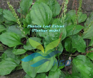 Extrait de feuille de plantain pur et naturel (Plantago major) de qualité alimentaire, fourni directement par l'usine HGO, rapports d'extraction 5:1, 10:1, 20:1 - Product Image 2