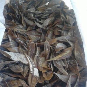 MATERIAL DE INCENSO DE EXTRACTO DE FRAGANCIA DE CONCHA DE MUREX PURA SOSTENIBLE, EL MÁS VENDIDO AL POR MAYOR - Product Image 2