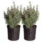 Per le aziende agricole della Costa Texas salvia 2-Pack pianta fiorita in vaso per la casa o l'arredamento del giardino - Product Image 1