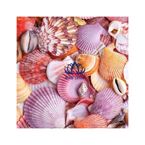 ARTESANÍAS DE CONCHA MARINA DE ALTA CALIDAD MÁS VENDIDAS |   Decoración Costera de Conchas Naturales en Varios Estilos - Product Image 1