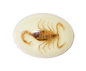 Golden Scorpion Real Specimen Plastic Cabochon Modern Oval 30x40 mm Glow Flat Bottom for Crafts and Jewelry Making - Product Image 3