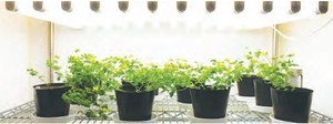 Innovative Japanese Professional Sunray Light Straight <b>Tube</b>-Like <b>LED</b> Lamp CRI 90 IP33 1500 Lumens 30000 Hours Lifetime -10 40C - Product Image 4