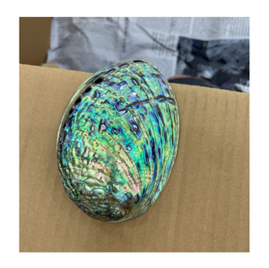 Coquille d'ormeau ovale naturelle, matière première pour la décoration de la maison, la fabrication de bijoux, artisanat sur le thème naturel - Product Image 1