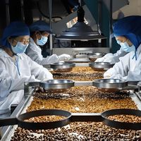 Arachides fraîches biologiques crues séchées saveur originale arôme lacté sac de 25 kg vente en gros