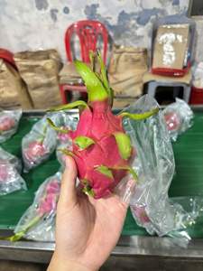 Fruta del Dragón Roja y Blanca de Vietnam – Dulzura Natural y Fresca, Ideal para Importadores de la India - Product Image 1