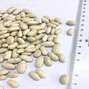 Vente en gros de gros pois blancs frais, riches en sucre et au goût sucré - Product Image 1