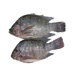 Tilapia Congelada Confiable Lista para Exportación a Gran Escala y Pedidos al por Mayor - Product Image 4