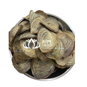 OPERCULES DE MUREX EN VENTE EN GROS – EXTRAIT DE FRAGRANCE ET MATÉRIEL D'ENCENS DU VIETNAM - Product Image 1