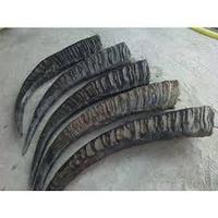 Corne et pointe de corne de buffle naturelles brutes, noires et de couleur naturelle, pour la personnalisation de la taille et du cor.