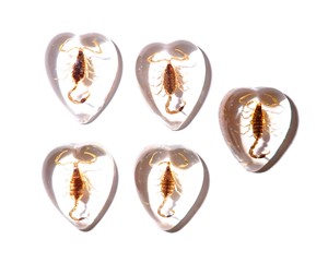 Escorpión Dorado, Espécimen Real, Cabujón de Plástico en Forma de Corazón de 17x21 mm, Base Plana Transparente para Manualidades y Joyería - Product Image 6