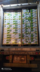 EXPORT STANDARD PREMIUM ENTIER FRAIS PÉLÉ JEUNE NOIX DE COCO 750g 800g Boisson tropicale naturelle saine de qualité vietnamienne - Product Image 2