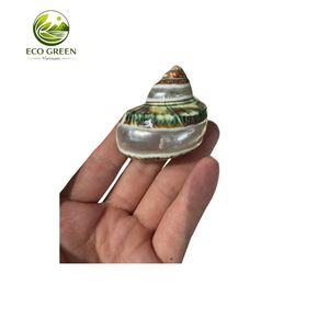 Natural Green Conch Shell Mother of Pearl Large Seashell for Aquarium Decor Craft Jewelry Inlay Bulk Supplier - Product Image 1