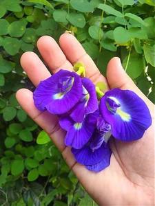Dried Butterfly Pea Flower Loose Leaf Herbal <b>Tea</b> Organic <b>Slimming</b> Health Beverage Ingredient Bulk Supply EXPAD Vietnam - Product Image 3