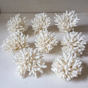 Décor d'aquarium, coquillages marins blancs pour décoration nautique et artisanat, coquillages de plage naturels, propres et secs. - Product Image 4