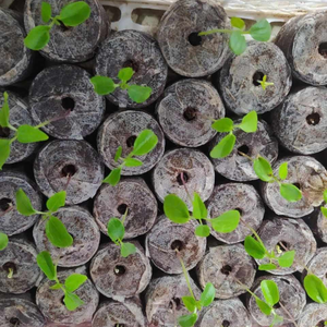 Pellets de tourbe de coco naturelle Eco2go pour la germination des graines, le jardinage, l'agriculture, la plantation et les fleurs - Biodégradables, écologiques, prêts à l'emploi - Product Image 1