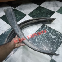 Longue corne de buffle d'eau avec pointe, pour la fabrication traditionnelle de arcs composites, la fabrication de manches de couteaux et rasoirs, et la fabrication de lunettes de qualité supérieure.