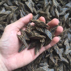 Incienso de Madera de Agarwood Tigre Vietnamita de Alta Calidad para Uso Aromático y Espiritual - Product Image 1