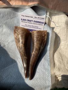 Paire de cornes de chèvre naturelles finies pour la décoration et l'artisanat, haute qualité - Product Image 2