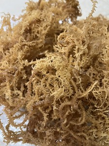 MUSGO DE MAR SECO DE ALTA CALIDAD DE VIETNAM/MUSGO DE MAR IRLANDÉS SECO DE ORO MÁS VENTA/Sra. Beatrix - Product Image 3