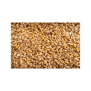 Grains de blé en vrac pour l'approvisionnement à prix réduit et une approvisionnement fiable - Product Image 4