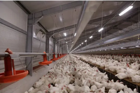 Bâtiment Agricole QCF191, Construction Métallique Préfabriquée, Structure en Acier, Poulailler/Étable à Poulets/Coop de Poulets, Maison de Ferme CN