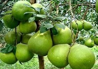 Pomelo vert frais de Vietnam, sucré et juteux, chair rose, qualité export premium, fruit agrumes, durée de conservation 60-90 jours, prêt à consommer