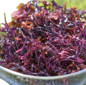 Mousse de mer séchée de haute qualité du Vietnam pour capsules de gel en poudre, approvisionnement en vrac pour le Moyen-Orient et l'UE - Product Image 1