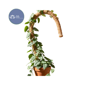 Poteau en fibre de coco écologique haut de gamme – Support d'extension pour Monstera de qualité supérieure – Vente chaude - Product Image 1