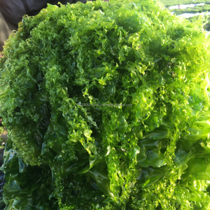 Ulva Lactuca (Lechuga de Mar) Seca a Granel - Origen Vietnamita Premium - Product Image 2