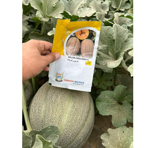 Graines de melon hybride F1 FB-LANA, rendement élevé, Brix 12-15%, sucré, récolte précoce 60-70 jours, peau filetée, chair orange - Product Image 3