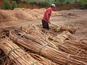 Palo y Poste de ratán sin pulir 2021, gran oferta, producto agrícola, precio barato, Material PP de 10mm a 40mm de diámetro - Product Image 5