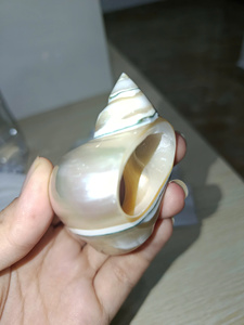 Anillo para Servilletas de Concha de Caracol Premium, Hecho a Mano con Concha Natural para Decoración de Mesa en Restaurantes, Hoteles y Bodas - Product Image 1