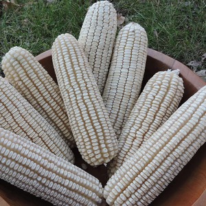 Trozos de maíz blanco deshidratado natural, ofrecidos con el cuidado de una selección minuciosa, para suministro a granel en envases protectores para exportación. - Product Image 4