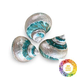 Natural Turban Snail <b>Shell</b> Iridescent Mother of Pearl <b>Ornament</b> 4.5-5cm 9-10cm for Coastal Decor Craft and Wholesale - Product Image 4