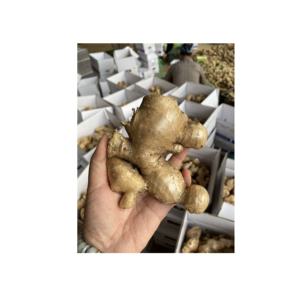 Materia prima de estilo orgánico de jengibre fresco para uso de especias de cocina de Vietnam con aroma y sabor audaces - Product Image 3