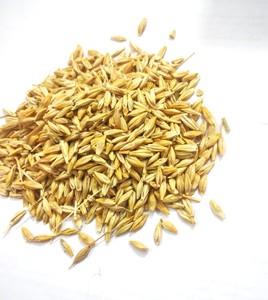 Grano de Cebada Amarilla para Alimentación Animal, Proveedor y Exportador de Cebada a Granel, Cebada de Grado Alimenticio - Product Image 5