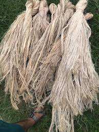 Fibre de banane 100 % écologique, extraite du pseudostème de banane, pour la fabrication de fils, de cordes et de tapis - Product Image 3