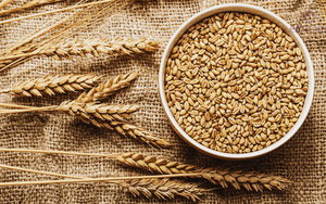Blé Séché 100% Naturel de Haute Qualité pour la Mouture et l'Alimentation Animale, Durée de Conservation de 12 Mois, Fournisseur en Gros d'Inde - Product Image 4