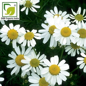 High Quality Blue Chamomile Oil German Type Natural Essential Oil for Beauty Care Fragrance and Personal Care Industries - Product Image 3