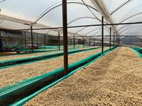 Meilleures ventes Grains de café vert du Vietnam Robusta Arabica Haricots bruts Prix compétitif Sac d'emballage Vente en gros Prêt pour l'importation Navire