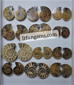 Amonites Fósiles Naturales de Alta Calidad al por Mayor, Espécimen Mineral en Rodajas, Pequeños Fósiles de Amonites en Venta, Lote de Piedras para Joyería Cabujón - Product Image 1