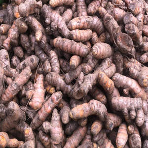 Cachos de Cúrcuma Entera Natural de la India para Fabricantes de Curry, Empresas de Mezcla de Especias, Procesadores de Alimentos e Importadores Internacionales - Product Image 2