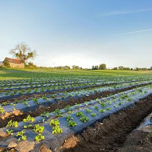 Film de paillage noir LLDPE de 30 microns d'épaisseur, film de paillage biodégradable LDPE noir, film de paillage agricole, rouleau de 800 mètres - Product Image 2