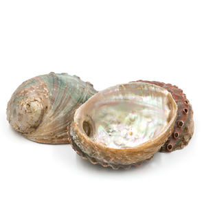 <b>Abalone</b> seashell for making jewelry factory direct price natural sea <b>shell</b> aquarium decoration - Product Image 1