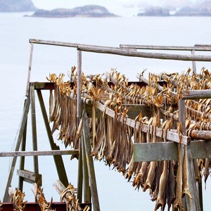 Stockfish frais surgelé, fabriqué à partir de morue de Norvège, séché selon des méthodes traditionnelles et emballé dans des conteneurs durables de 30 à 45 kg. - Product Image 3
