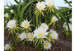 Flor de Pitaya Seca Entera para Té de Hierbas, Flor de Pitaya Vietnamita Natural - Product Image 2